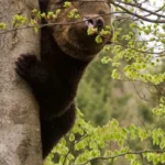 How Fast Can a Bear Climb a Tree