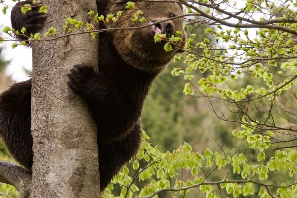 How Fast Can a Bear Climb a Tree