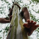 How To Climb a Tree Fast