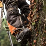 what you can expect to pay for tree climbing gear