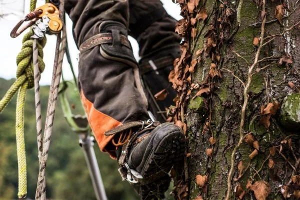 what you can expect to pay for tree climbing gear