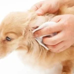 How to bandage a dog’s ear tip
