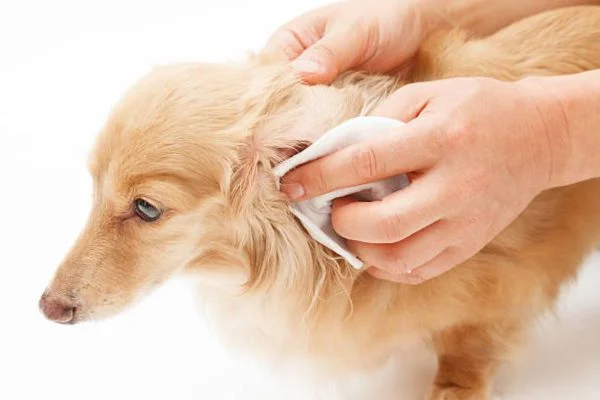 How to bandage a dog’s ear tip