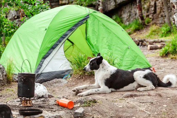 Camping With a Dog Checklist