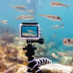 Can a Camera Flash Kill a Fish