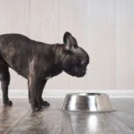 Collapsible Dog Bowl For Hiking