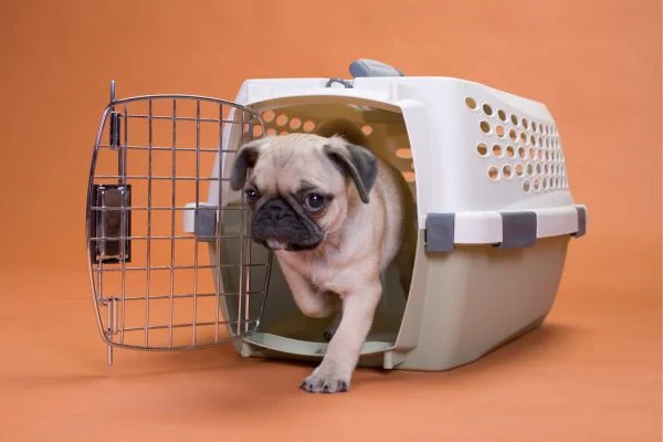 Folding Travel Crates For Dogs