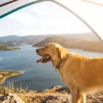 Leaving Dog In Tent While Camping