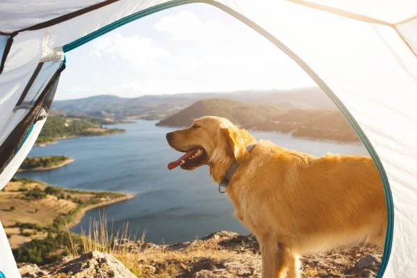 Leaving Dog In Tent While Camping