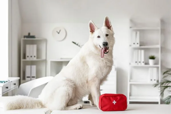What To Put In a Dog First Aid Kit_ 2023 Guide
