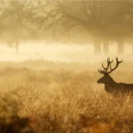 How Does Saddle Hunting Work?