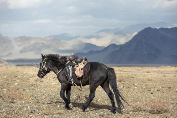 What Is A Saddle Hunter?