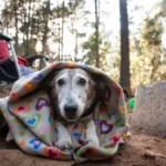 Dog Camping Cot