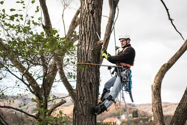 How To Climb a Tree With a Harness