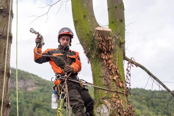How To Climb a Tree With a Harness