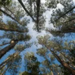 how to dry out firewood after rain