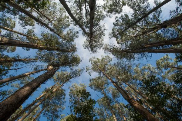 how to dry out firewood after rain