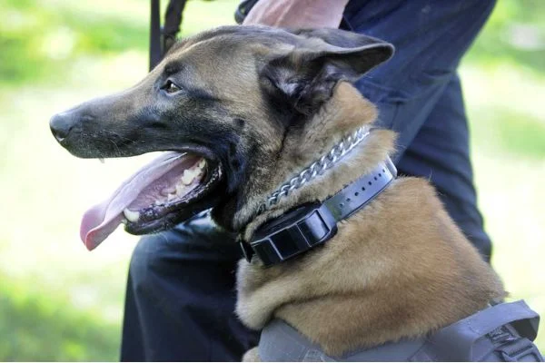 Can A GPS Dog Collar Be Jammed