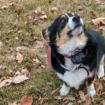 How Does A Wireless Gps Dog Collar Work