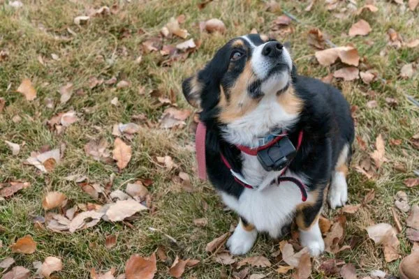 How Does A Wireless Gps Dog Collar Work