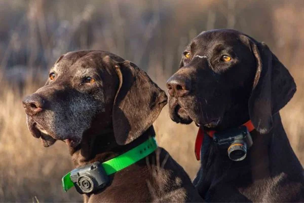 How Much Does A Gps Dog Collar Cost