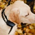 How Much Does A Gps Dog Collar Cost