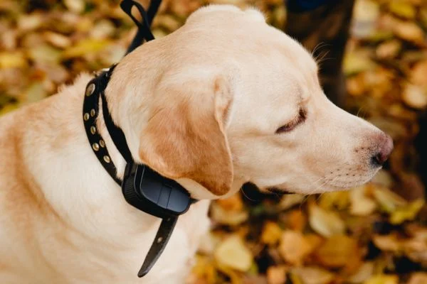 How Much Does A Gps Dog Collar Cost