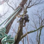 How To Climb a Tree Without Spikes