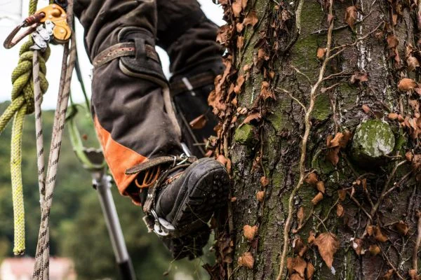 How To Use Tree Climbing Spikes