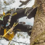 What Is The Lightest Climbing Tree Spike
