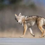 What To Do If You See a Coyote While Hiking