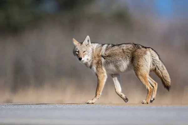 What To Do If You See a Coyote While Hiking