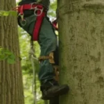 Where To Buy Tree Climbing Spikes