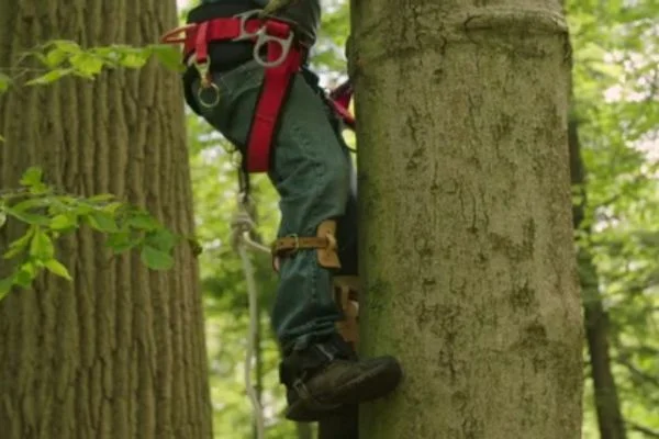 Where To Buy Tree Climbing Spikes
