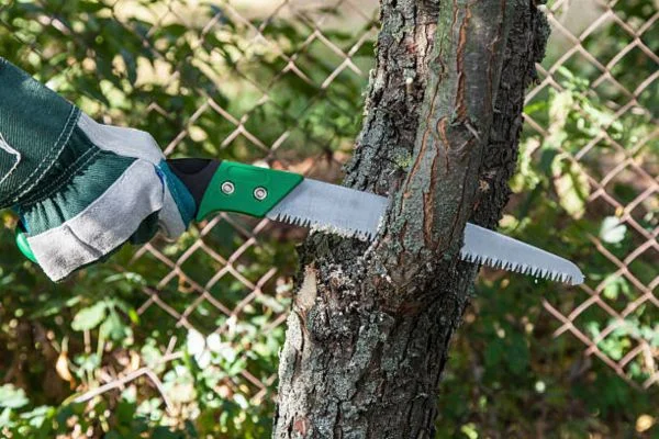 how to care for a pruning saw