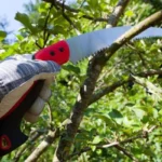 how to care for a pruning saw