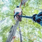 how to climb a tree with rope