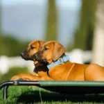 Are Elevated Beds Good For Dogs (2)