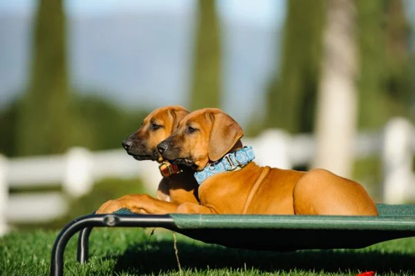 Are Elevated Beds Good For Dogs (2)