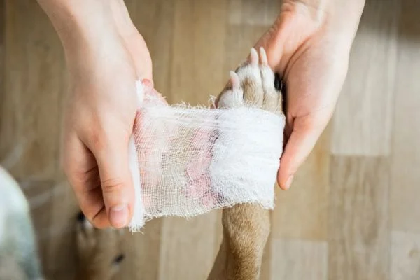 Can I use human liquid bandage on my dog