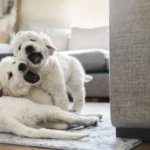 How To Keep Dogs Separated In Same House