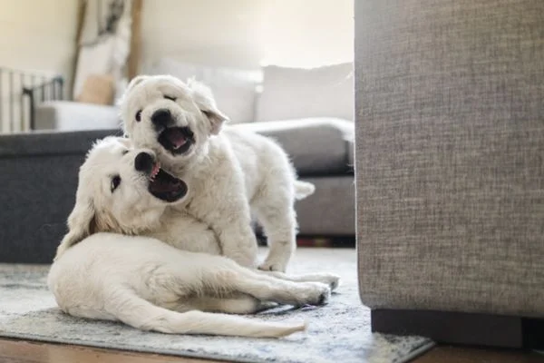 How To Keep Dogs Separated In Same House