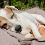 How To Make A Outdoor Dog Bed For Hot Summers
