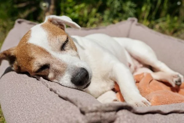 How To Make A Outdoor Dog Bed For Hot Summers