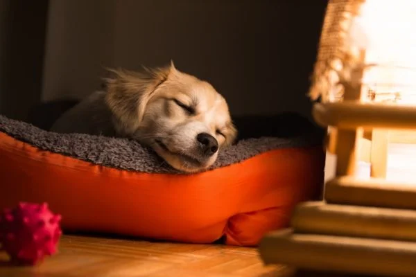 How To heat a dog house without electricity