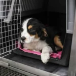 How to clean dog Kennel flooring