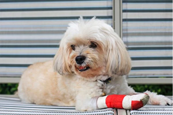 How to use liquid bandage on dog