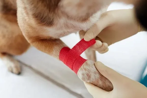 How to use liquid bandage on dog