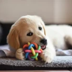 What-to-do-if-dog-eats-rubber-toy