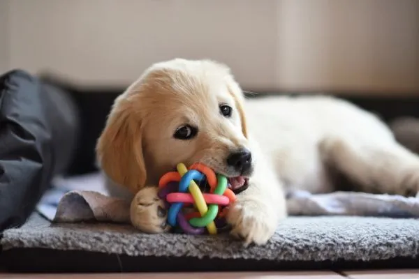 What-to-do-if-dog-eats-rubber-toy